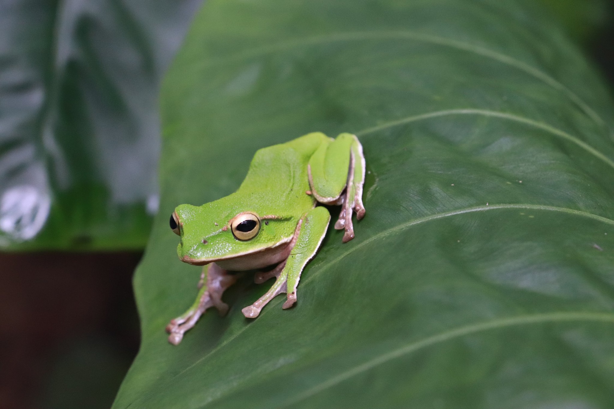 最後只登雞心尖的直潭山列縱走