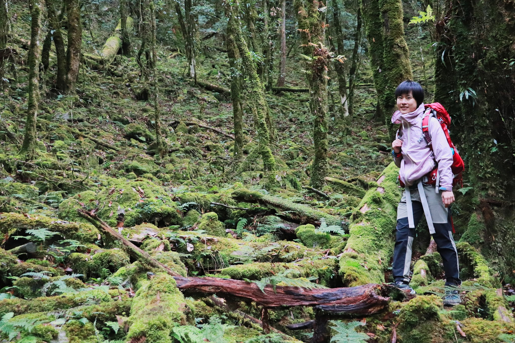 沁涼魔幻森林：八仙山主峰步道