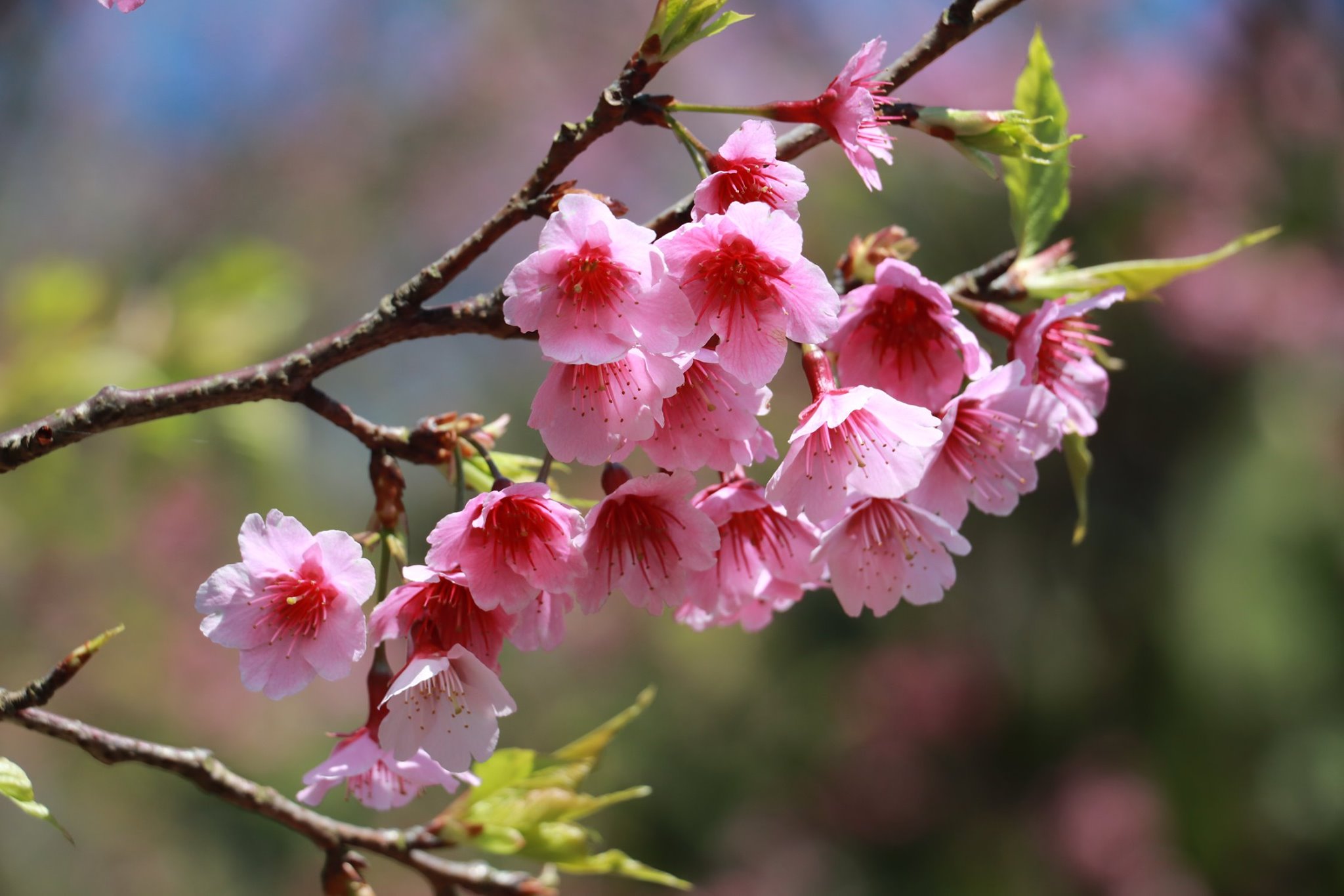 「草原、古圳、櫻花」通通一次滿足