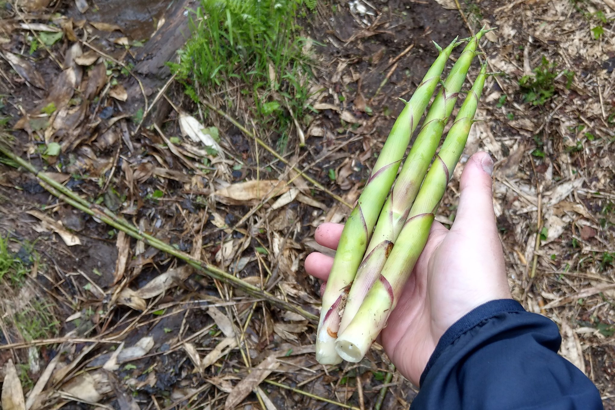 意外中的意外之旅——霧行暑寒別岳