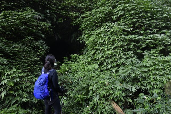 神秘的森林裡有什麼？內柑宅連走茄苳坑